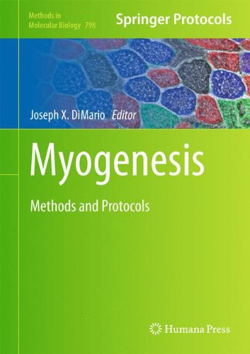 Myogenesis