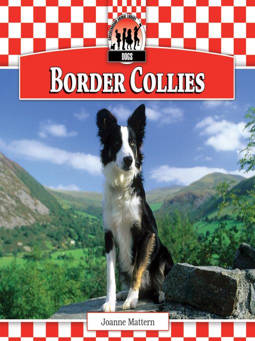 Border Collies