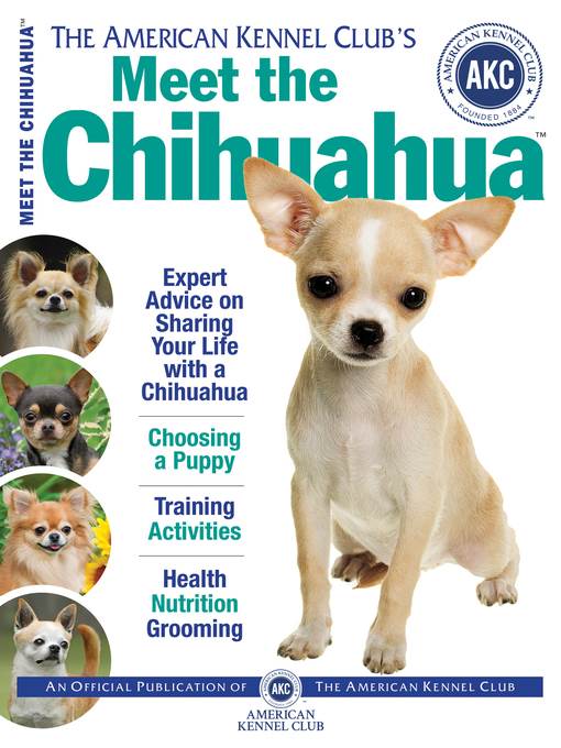 Meet the Chihuahua