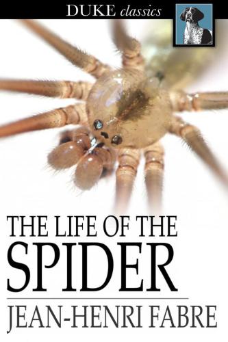 The Life of the Spider
