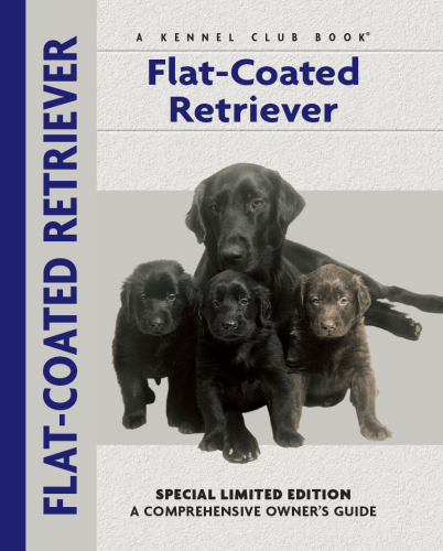 Flat-Coated Retriever