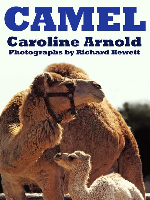 Camel