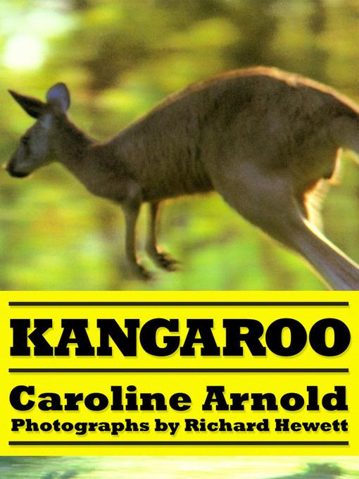 Kangaroo