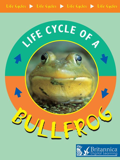 Bullfrog