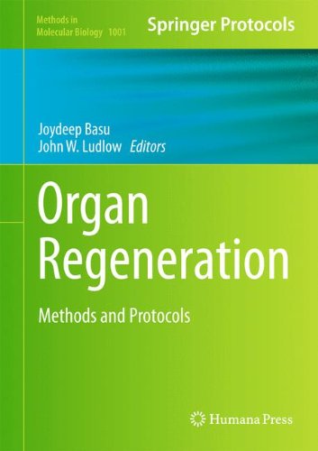 Organ Regeneration