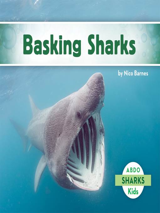 Basking Sharks