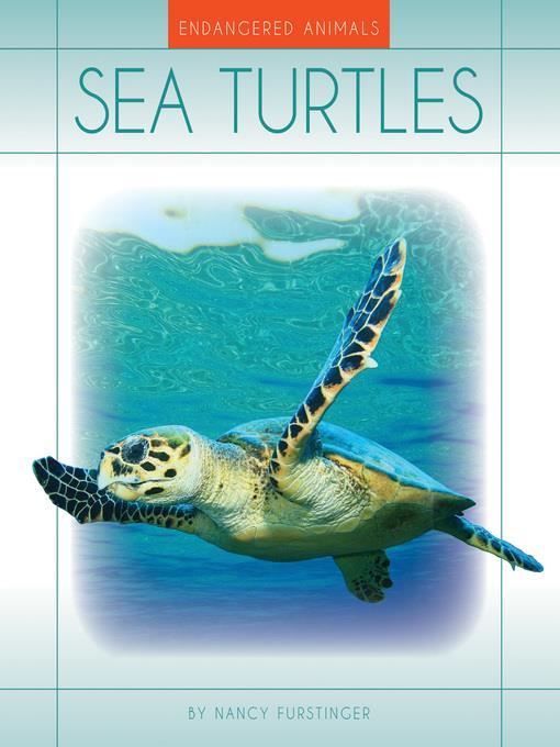 Sea Turtles