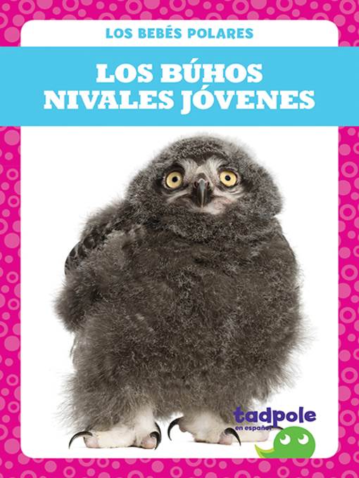 Los búhos nivales jóvenes (Snowy Owlets)