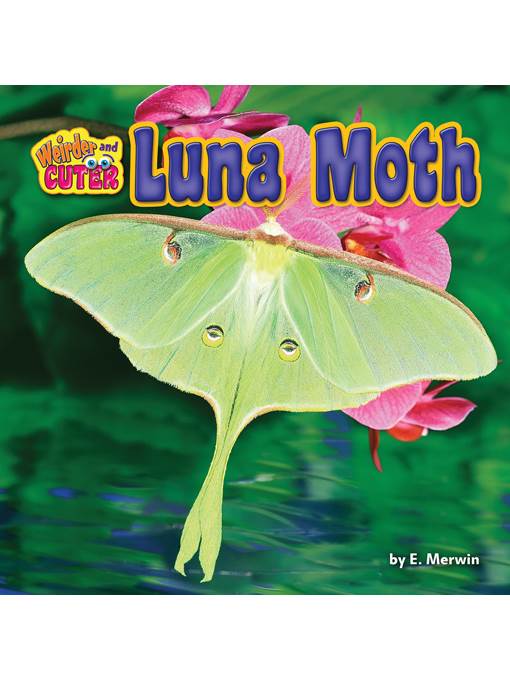 Luna Moth