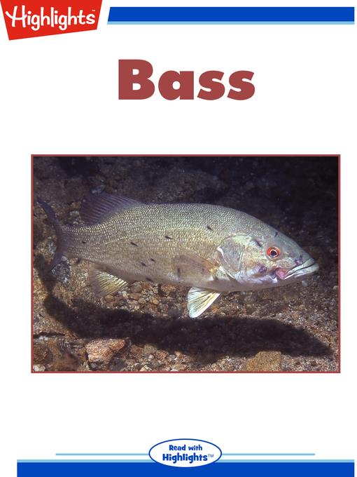 Bass