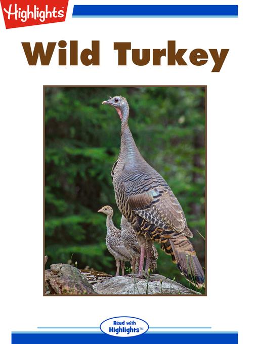 Wild Turkey