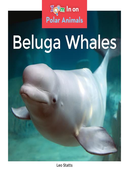 Beluga Whales