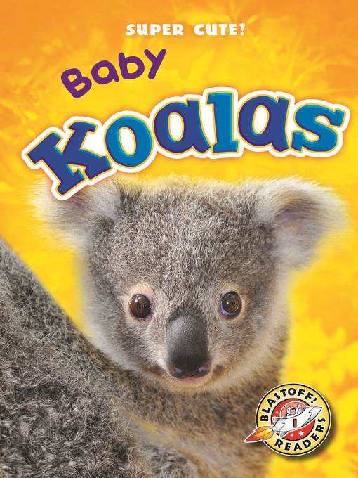 Baby Koalas