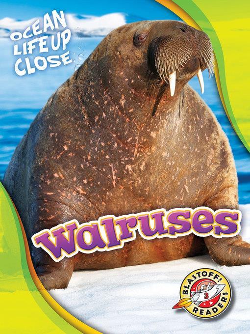 Walruses