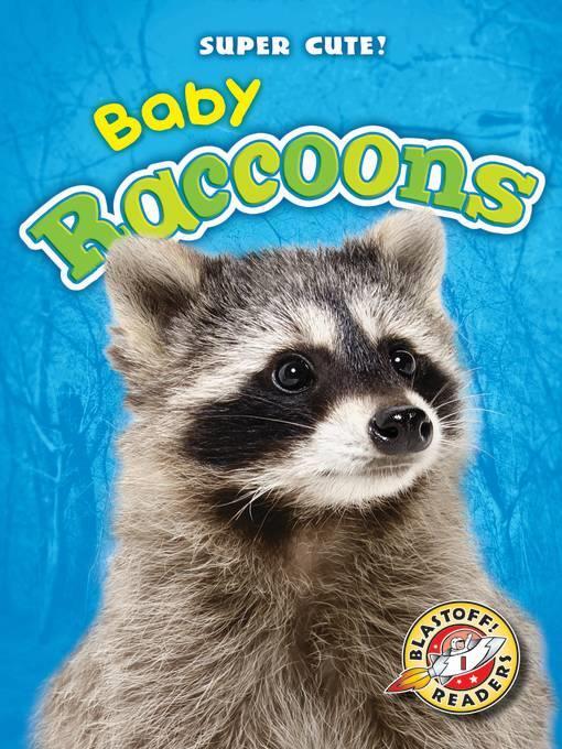 Baby Raccoons