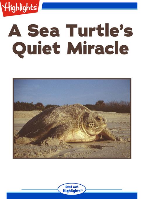 A Sea Turtle's Quiet Miracle