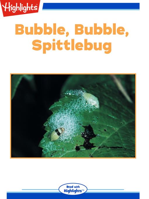 Bubble Bubble Spittlebug