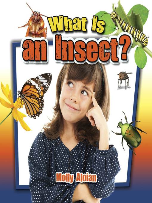 What is an insect?