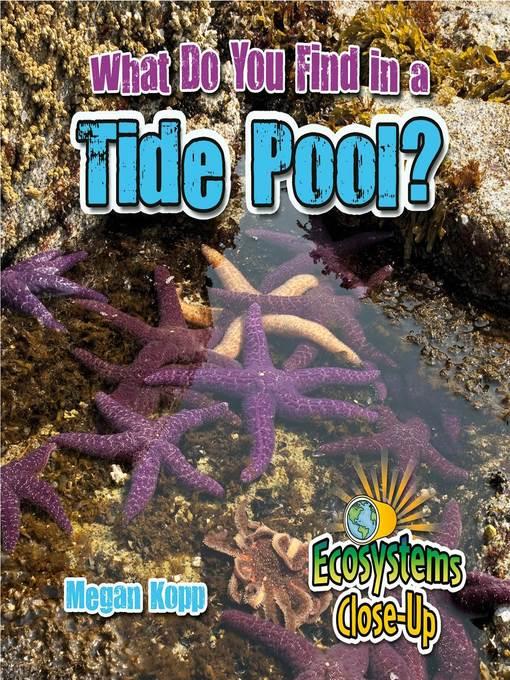 What Do You Find in a Tide Pool?