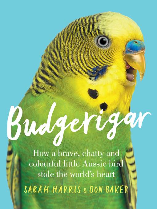 Budgerigar