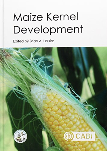 Maize Kernel Development