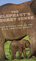 Elephants Secret Sense