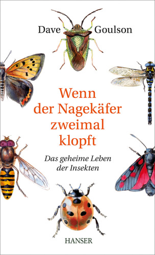 Wenn der Nagekäfer zweimal klopft 