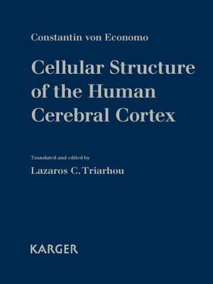 Cellular Structure Of The Human Cerebral Cortex