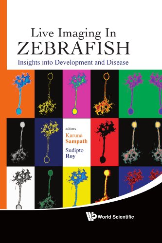 Live Imaging in Zebrafish