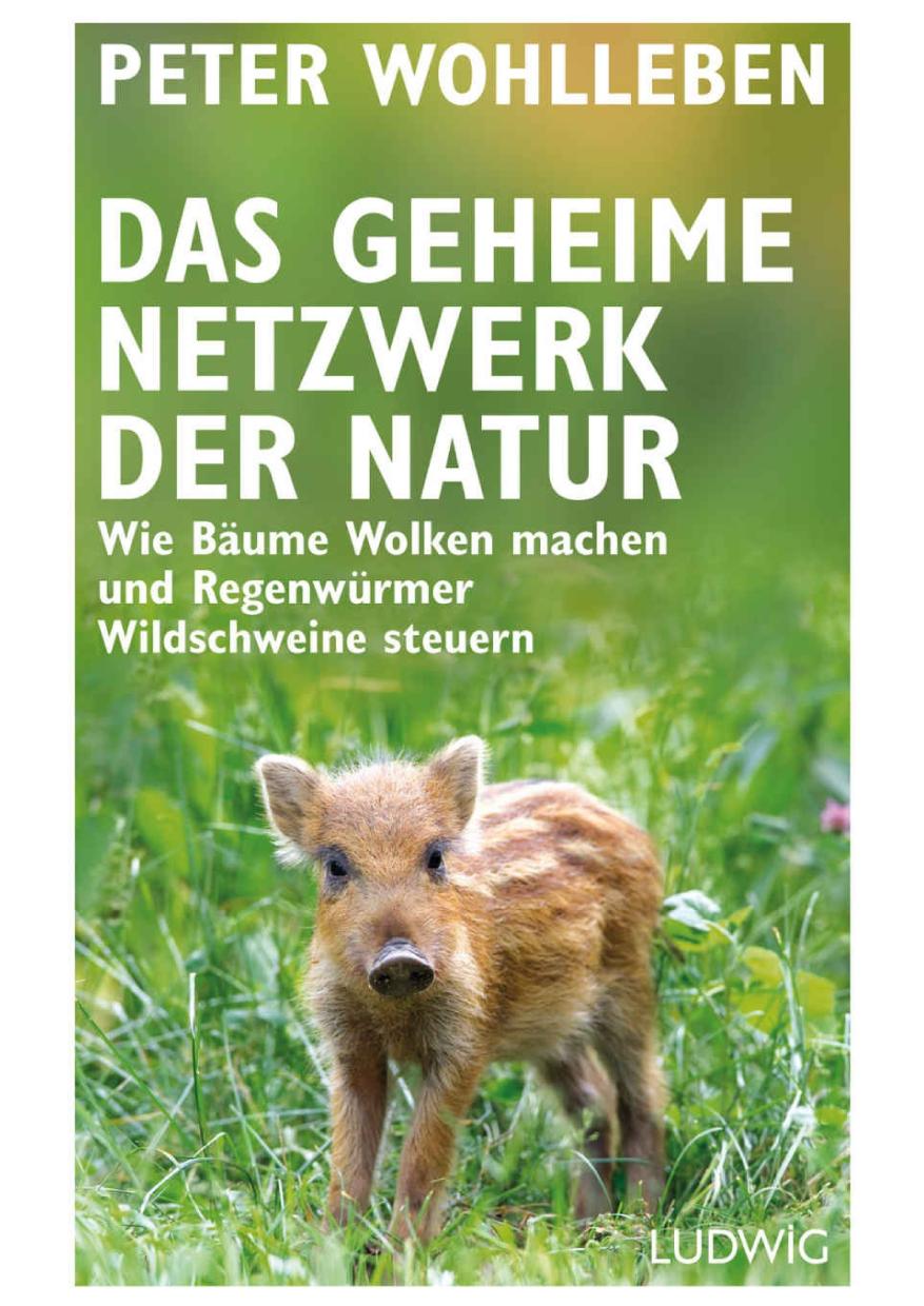 Das geheime Netzwerk der Natur: Wie Bäume Wolken machen und Regenwürmer Wildschweine steuern