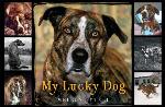 My Lucky Dog