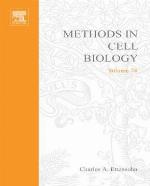 Development of Sea Urchins, Ascidians, and Other Invertebrate Deuterostomes