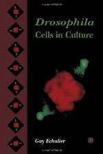 Drosophila Cells in Culture