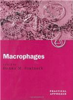 Macrophage