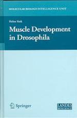 Muscle Development in Drosophilia