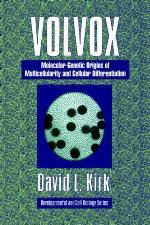 Volvox