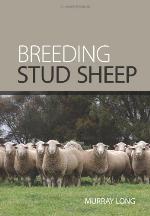 Breeding Stud Sheep.