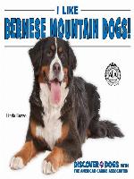 I Like Bernese Mountain Dogs!