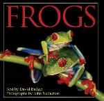 Frogs