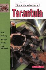 The Guide to Owning a Tarantula