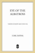 Eye of the Albatross