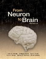 From Neuron to Brain