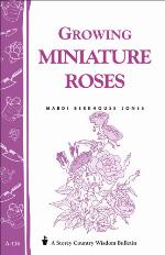 Growing Miniature Roses