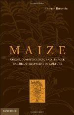 Maize