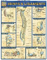 Joints & Ligaments.