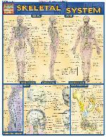 Skeletal system