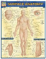 Surface anatomy