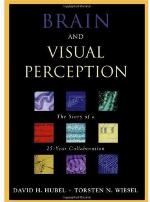 Brain and visual perception : the story of a 25-year collaboration