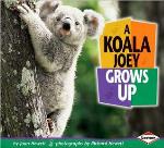 A Koala Joey Grows Up