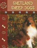 Shetland Sheepdogs